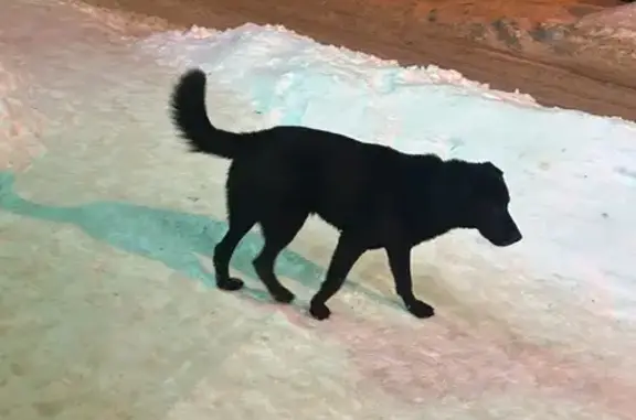 Найдена собака, Балашиха, фото: Найден собака, Луговой проезд, Балашиха - черная с карими глазами