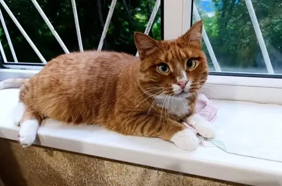 Пропал кот, Пионерская улица, 5, Челябинск - рыжий с белой грудкой и лапками - photo