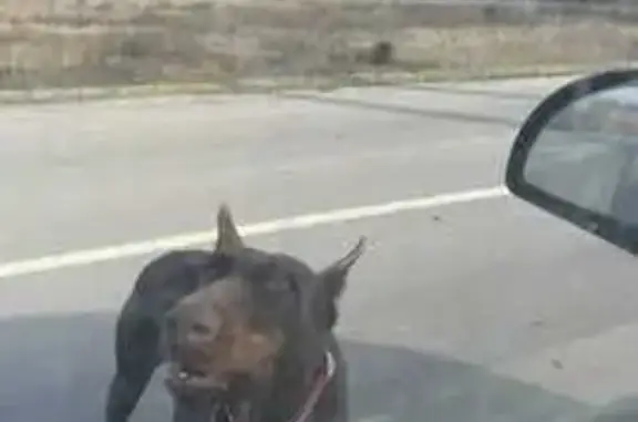 Найдена собака, Ленина, фото: Найдена собака, улица Онучкина, Ленина - доберман в розовом ошейнике