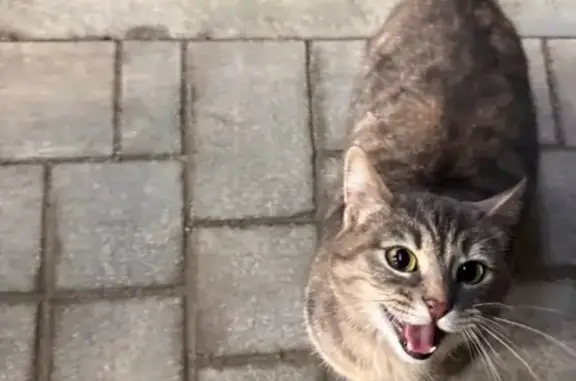 Объявления о пропавших и найденных животных, Анапа, фото: Найдена кошка с вырванным клоком шерсти, улица Верхняя дорога, 27, Анапа