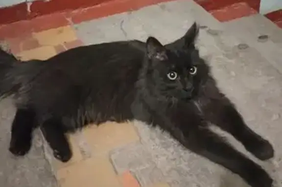 Найдена кошка, Советская улица...
