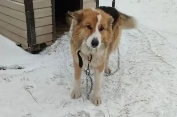 Пропала собака, Шлиссельбург, Ленинградская область - рыже-белая метис с коли - photo