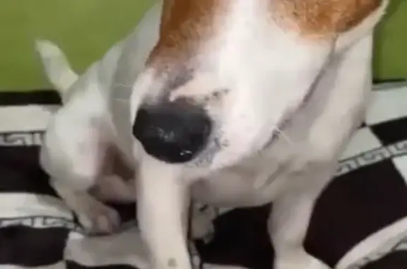 Пропал собака, Гулькевичи, Краснодарский край - на попе крупное пятно коричневого цвета - photo