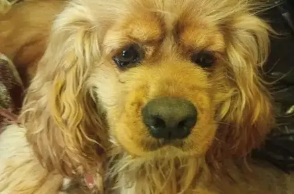 Пропала собака, улица Тюляева, 19/1, Краснодар - photo