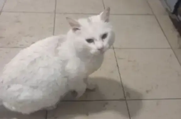 Найдена кошка, Елизаветинская...