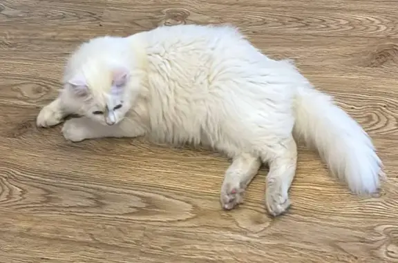 Пропала кошка, улица Гатиятуллина, 9, Бавлы - photo