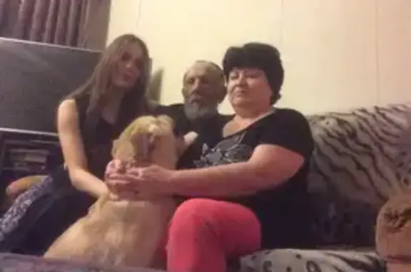 Пропала собака, Пригородная улица, Курган - photo