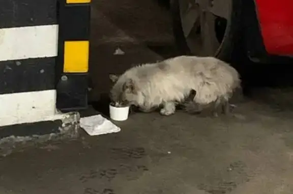 Найденные животные Совхоза Имени Ленина, фото: Найдена кошка, Совхоза Имени Ленина (rf1146665)