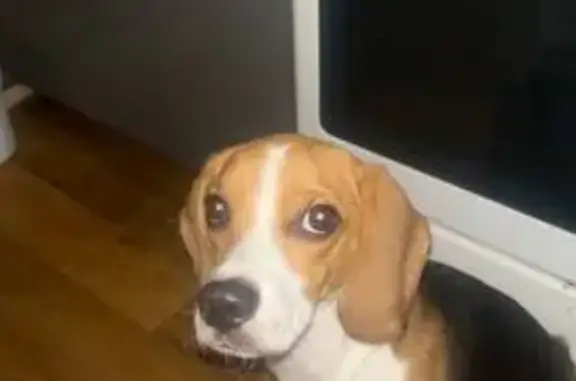 Пропала собака, улица Кузьмина, 3, Нижний Новгород - photo