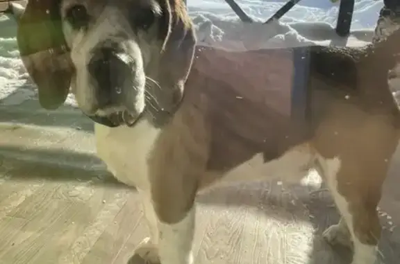 Найдена собака, Казань, фото: Найдена собака, Лесная улица, 35А, Казань