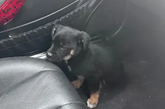 Найдена собака, Красносельское, фото: Найдена собака, Молодёжная улица, Красносельское