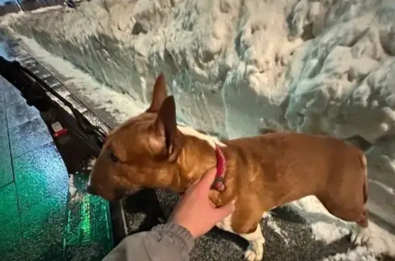 Найдена собака, Москва, фото: Найдена собака, Новохохловская улица, Москва