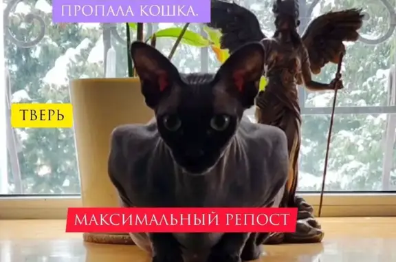 Пропала кошка, улица Розы Люксембург, 57, Тверь - photo