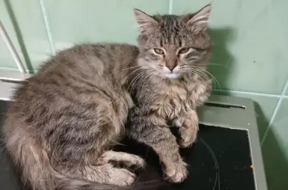 Пропала кошка, улица Свободы, 215В, Борисоглебск - photo