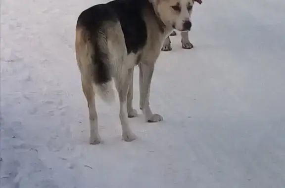 Пропала собака, Романовский тракт, Чита - photo