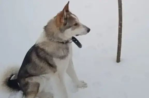 Пропала собака Мальчик, Красноярское (rl1146690) - photo