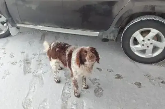 Найдена собака Мальчик, Медведев (rf1146694) - photo