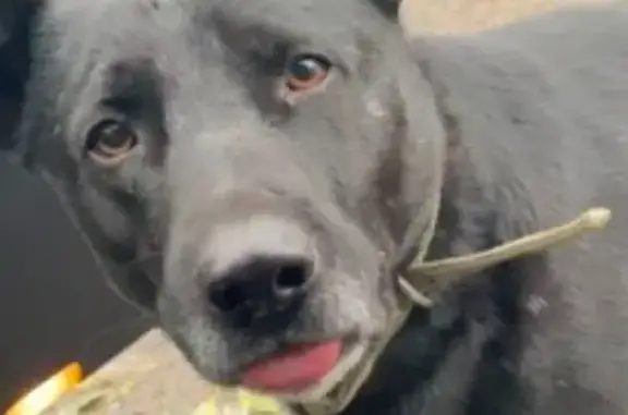 Пропала собака, Берёзовское шоссе, Хабаровск - photo