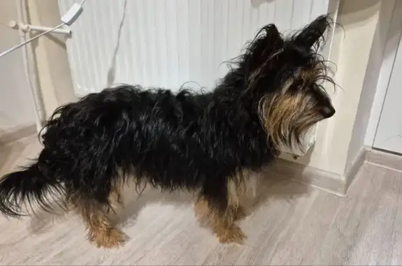 Объявления о пропавших и найденных животных, Екатеринбург, фото: Найдена собака, Орловская улица, Екатеринбург