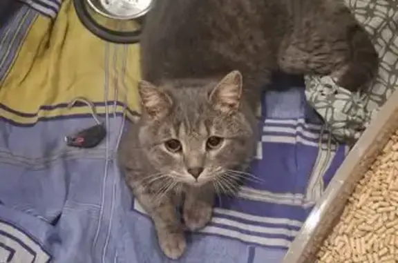 Найдена кошка, Нижний Новгород, фото: Найдена кошка, улица Космонавта Комарова, 18, Нижний Новгород