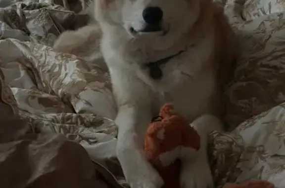 Пропала собака, 1, Заводская улица, Сафоново, Сафоновский муниципальный округ, Смоленская область, Центральный федеральный округ, 215500, Россия - photo