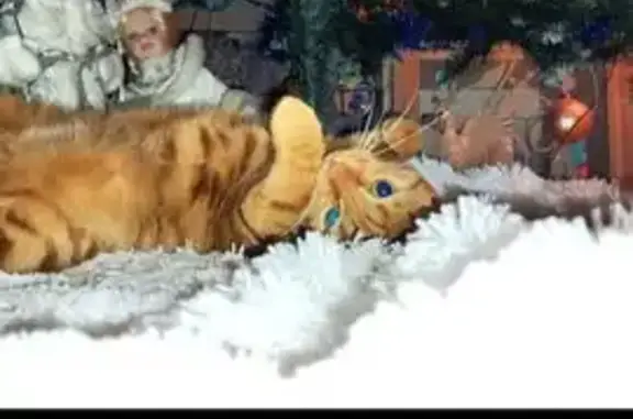 Пропала кошка Девочка, Киевский (rl1146701) - photo