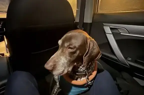 Найдена собака, Павлово-Посадский городской округ, фото: Найдена собака, Павлово-Посадский тракт, Московская область