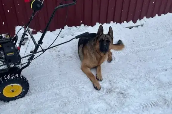 Собаки потеряшки, Кудиново, фото: Потеряшка собака, улица Ленина, Кудиново