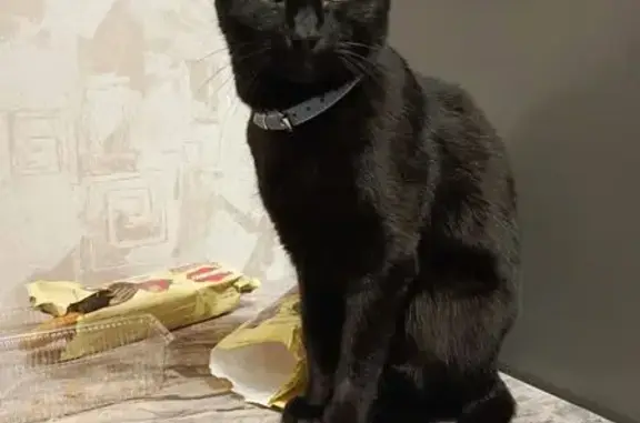 Пропала кошка, улица Урицкого, 32А, Ярославль - photo