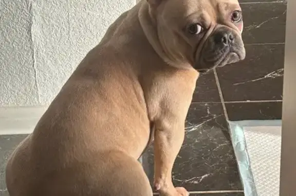 Пропала собака, улица Зверева, 35, Иваново - photo