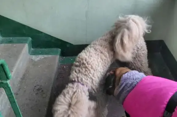 Пропала собака, Первомайская улица, 6, район Щербинка - photo