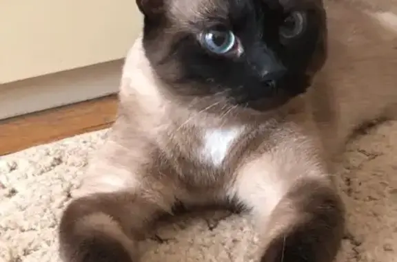 Пропала кошка, улица Арбат, 51 с3, Москва - photo