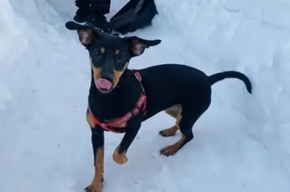 Пропала собака, Инициативная улица, 123А, Кемерово - чёрная такса, боится людей - photo