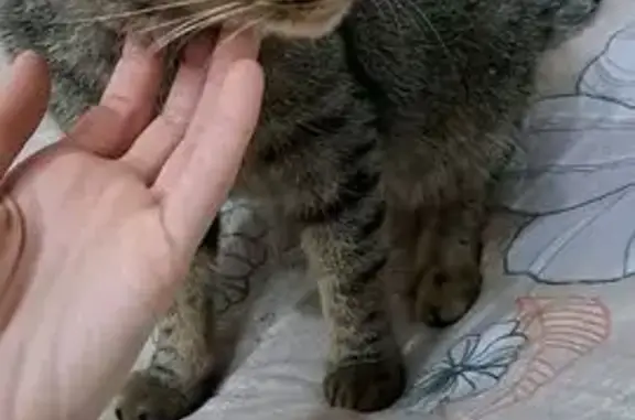 Пропала кошка, улица Маяковского, 9, Шуя - photo