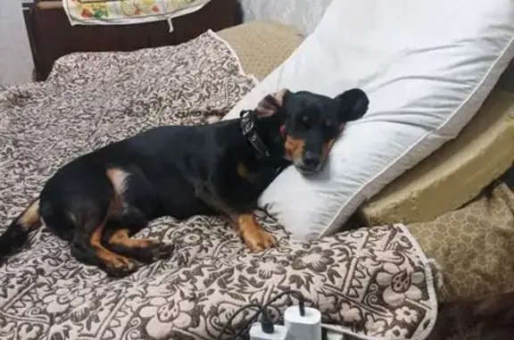 Пропала собака, переулок Серова, 34, Тосно - photo