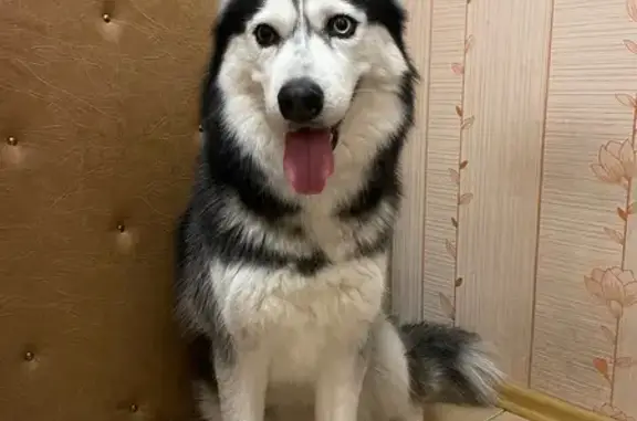 Найдена собака, Томск, фото: Найдена собака, Кедровая аллея, Томск