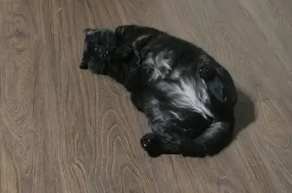 Кошки потеряшки, Новосибирск, фото: Потеряшка кошка, Красный проспект, 81/3, Новосибирск - чёрная с белым подмехом