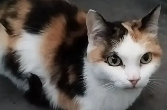 Найдена кошка, Томск, фото: Найдена кошка, улица Беринга, 3/1, Томск