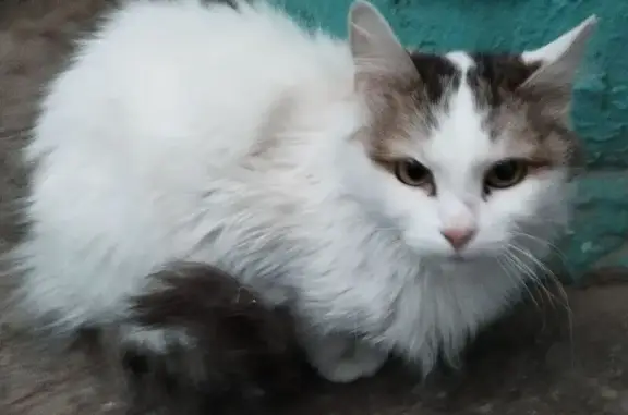 Найдена кошка, Томск, фото: Найдена кошка, улица Беринга, 3/1, Томск