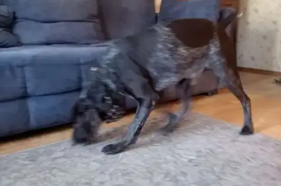 Найдена собака, Ангарск, фото: Найден собака, мужской, 17, Ангарск - ухоженный, коричневый, пятнистый