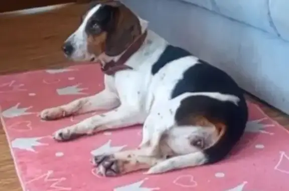 Найдена собака, Курск, фото: Найдена собака, улица Жуковского, 99, Курск