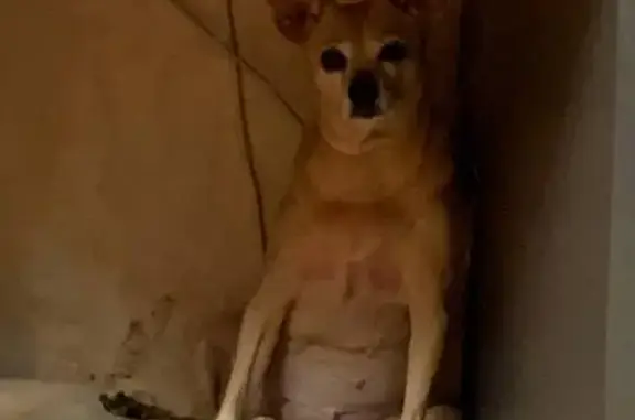 Пропала собака, улица Татищева, 77, Екатеринбург - photo