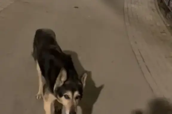 Пропала собака, Балаклавский проспект, 20 к4, Москва - photo