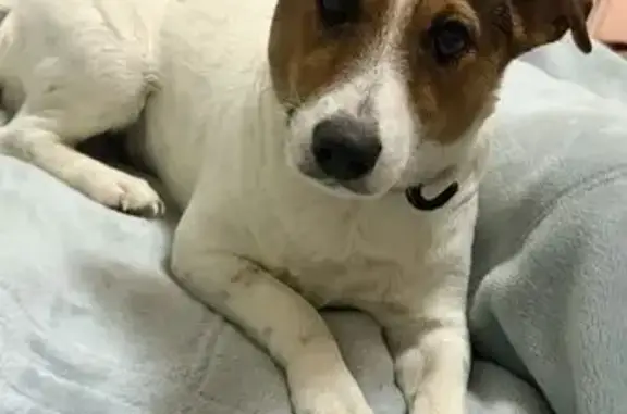 Собаки потеряшки, Краснозаводск, фото: Потеряшка собака, улица 1 Мая, 45, Краснозаводск