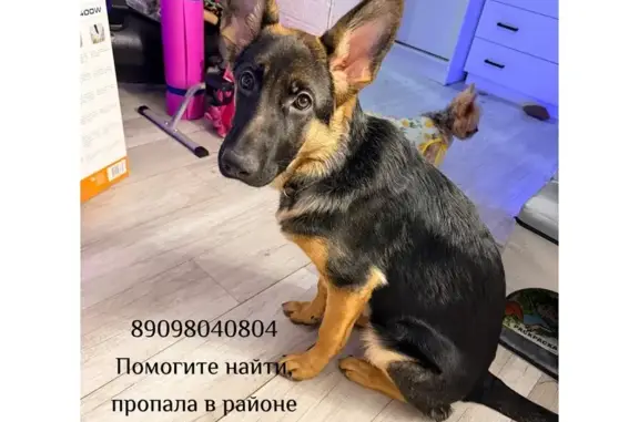 Пропала собака, Ульяновская улица, Хабаровск - девочка, 6 месяцев - photo