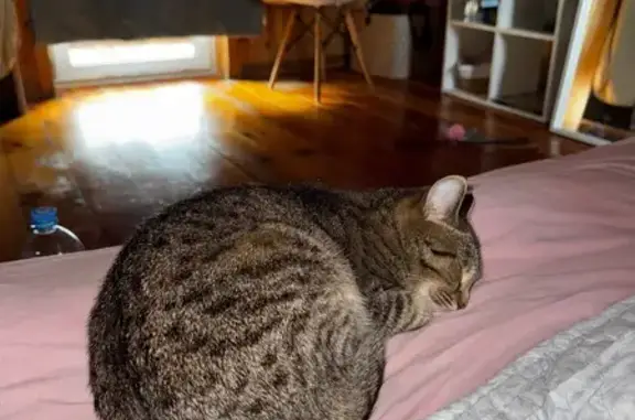 Пропала кошка, Катунская улица, Элекмонар - трёхшерстная, очень пугливая - photo