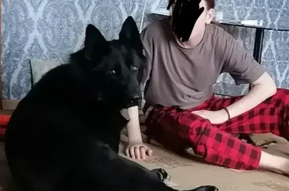 Собаки потеряшки, Суджа, фото: Потеряшка собака Мальчик, Суджа (rl1146750)