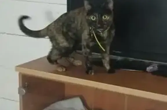 Кошки потеряшки, Романовская, фото: Потеряшка кошка, Набережная улица, 10, Романовская