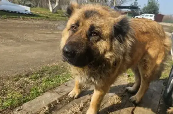 Найдена собака, Елизаветинская, фото: Найдена собака Мальчик, Елизаветинская (rf1146755)