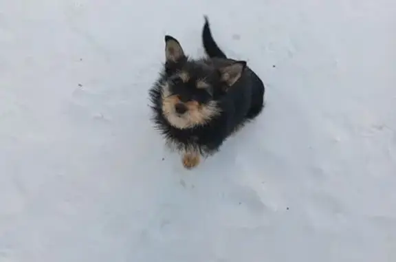 Найдена собака, Тула, фото: Найден щенок, Красноглазовский проезд, Тула - шустрый и игривый